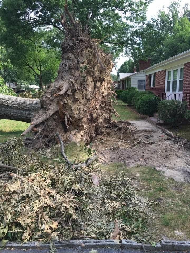 Large uprooted tree removed beside a home
