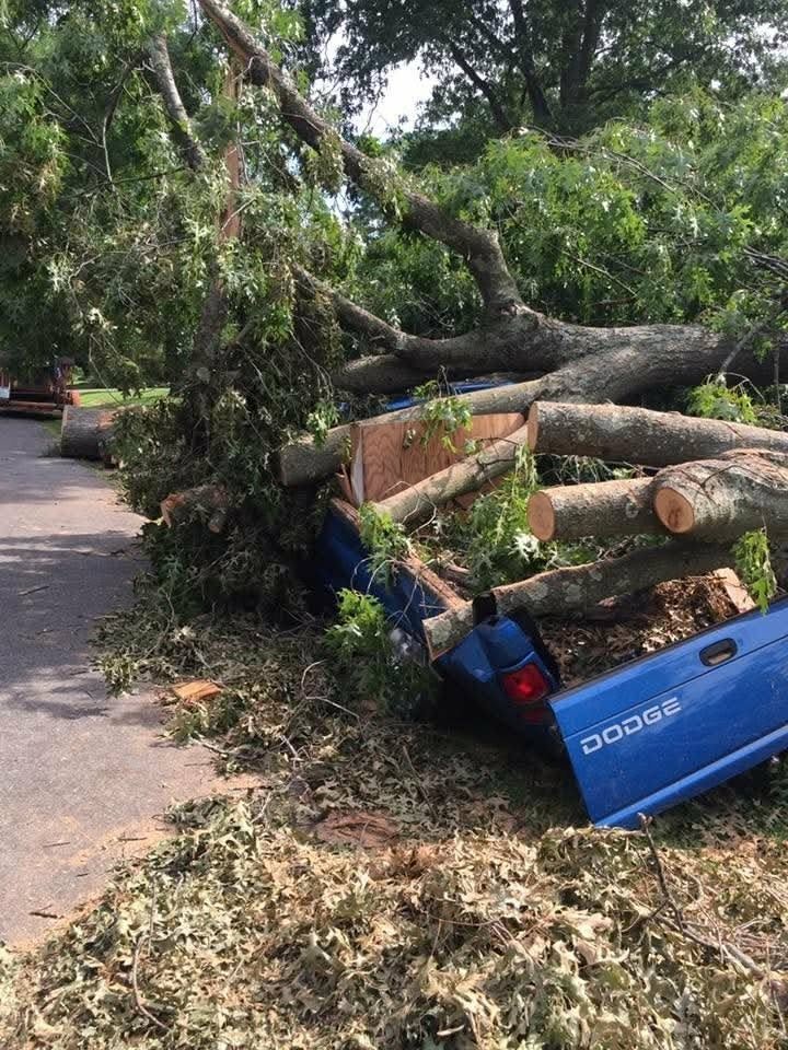 Large fallen tree safely cut into sections